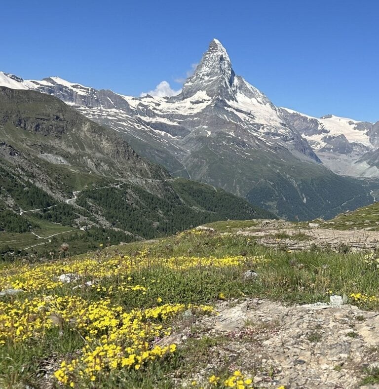 Yellow flowers fill a meadow in front of a mounatin.