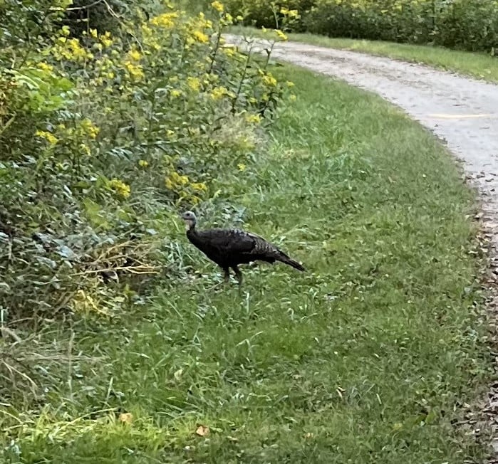A wild turkey forages next to a bike path.