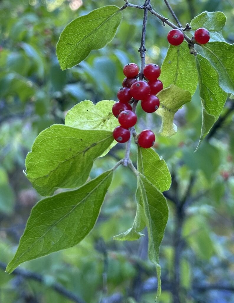 Red berries hang from a bush.