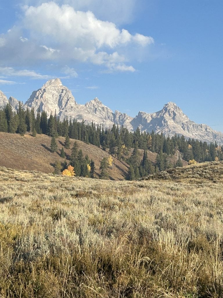 The Teton Mountain peaks are fronted by evergreen trees.