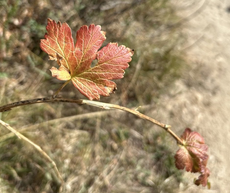 A red leaf is set against a brown background.