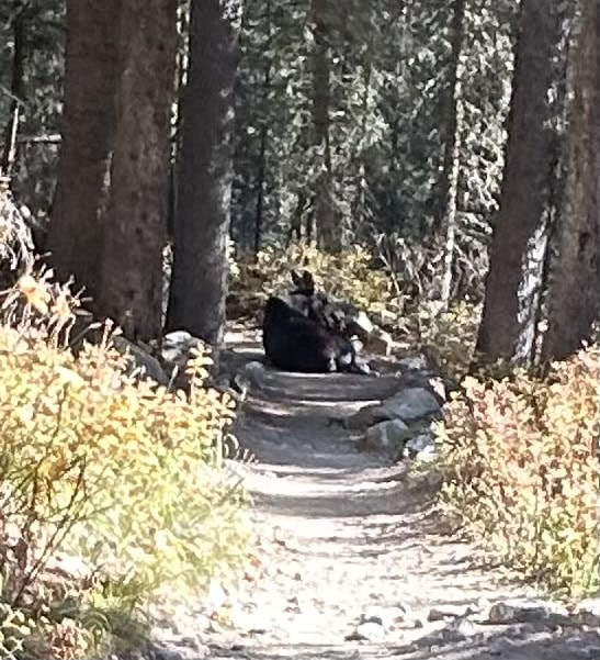 A moose sits in the center of a hiking trail.