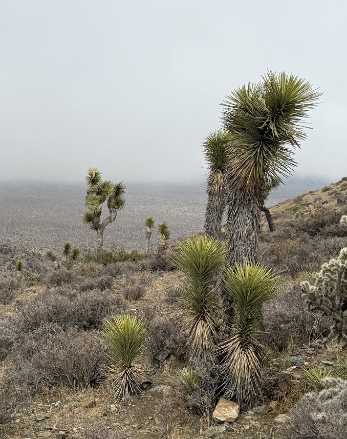 Desert foliage is shown against a cloudy background.