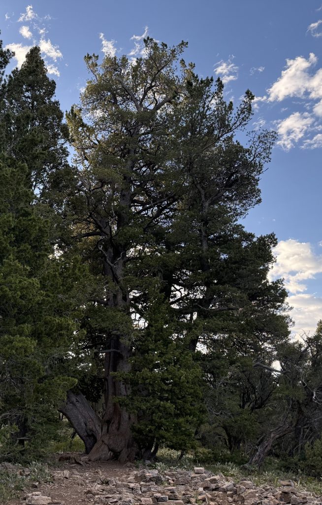 A very tall pine tree reaches to the blue sky.