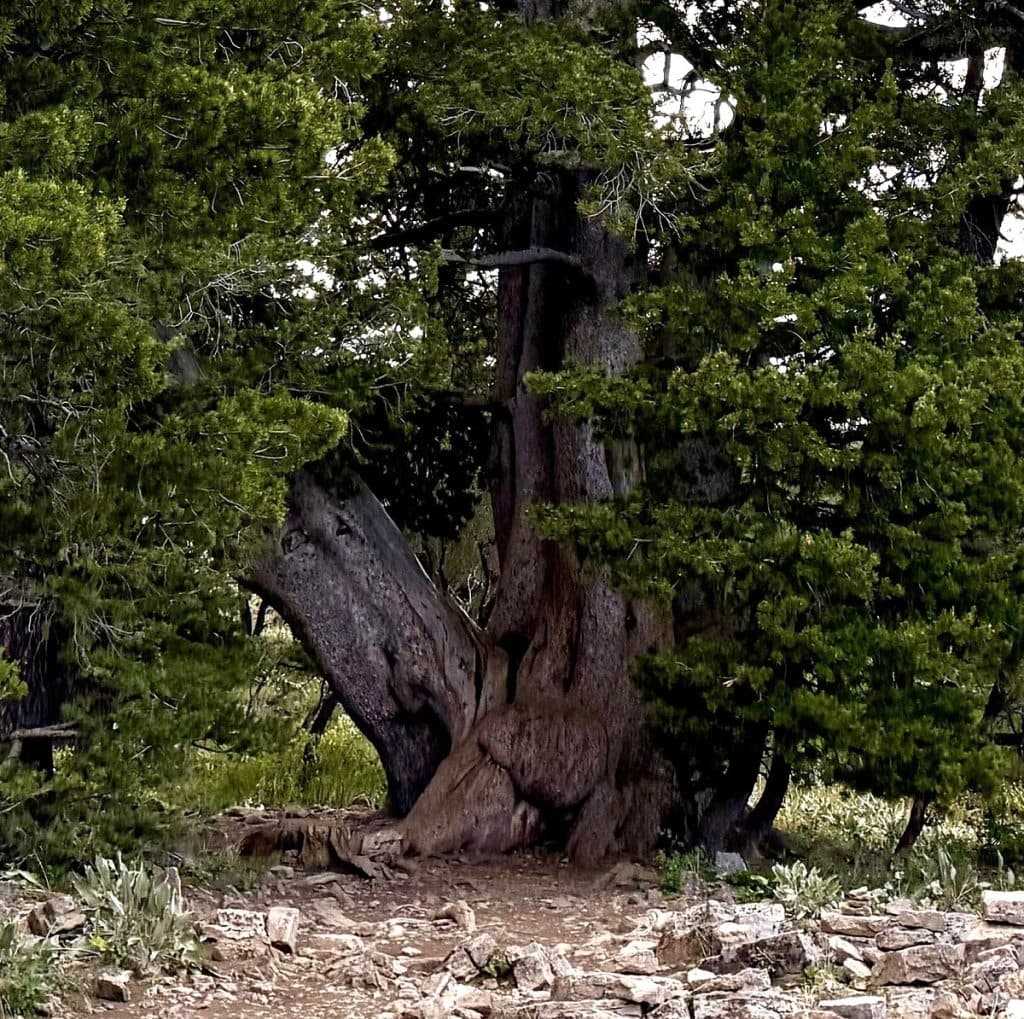 The trunks of five trees appear fused together.