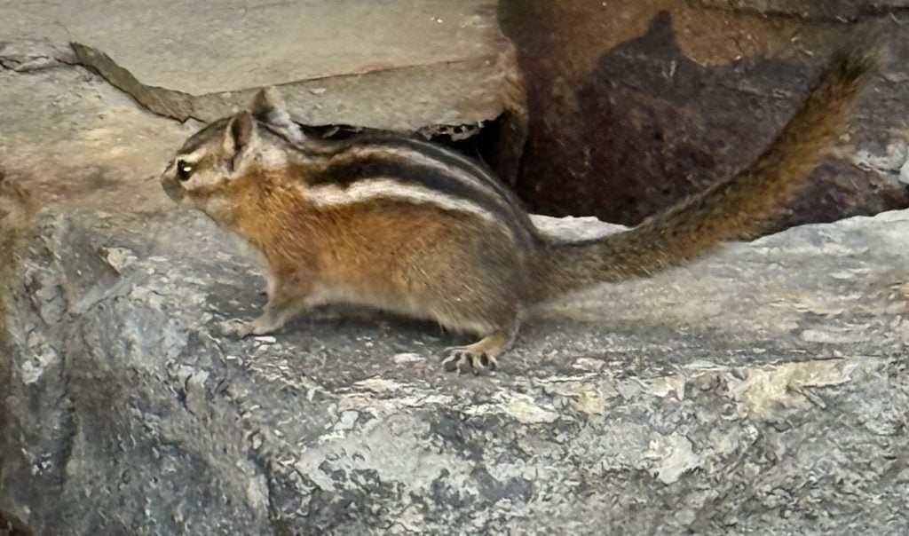 A chipmunk runs past the person taking the photo.
