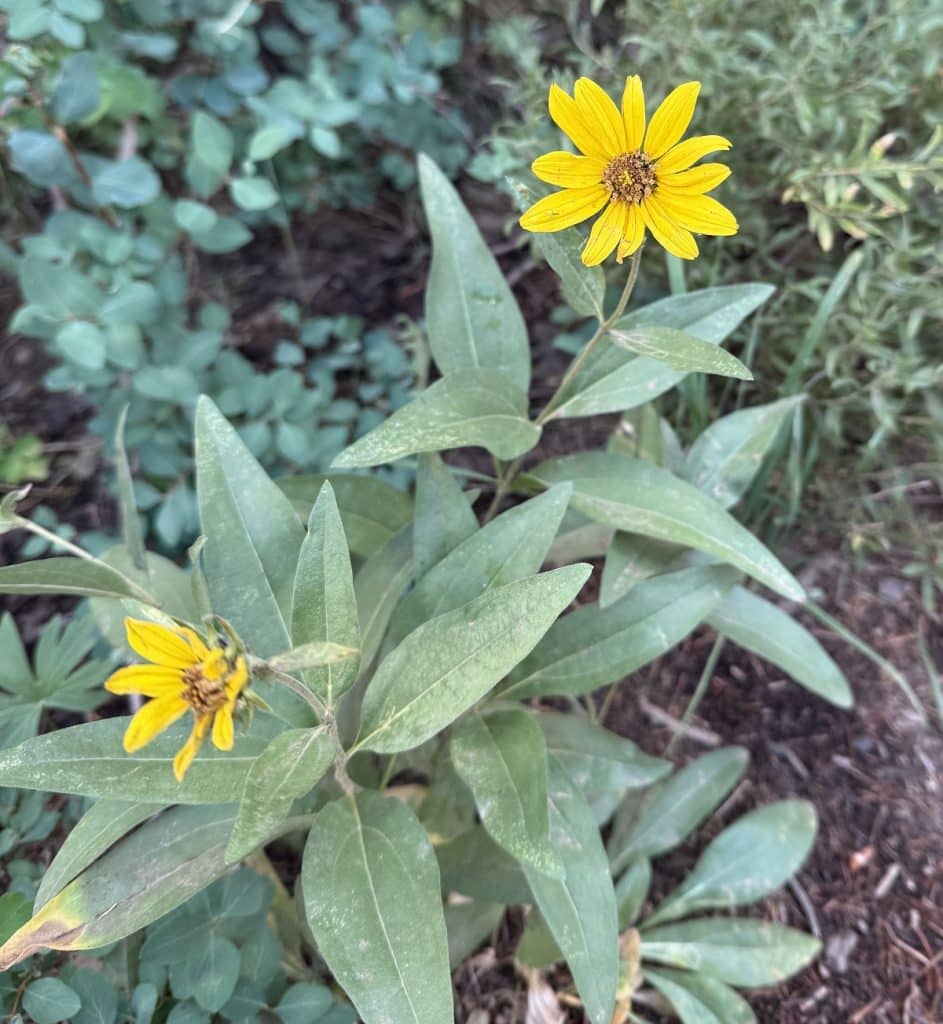 Yellow flowers are shown growing low to the ground.