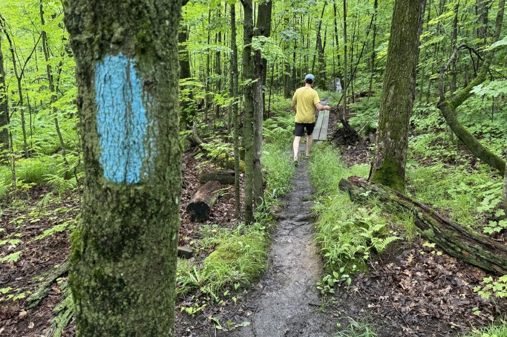 Blue paint marks up a tree and a hiker is seen in the background.