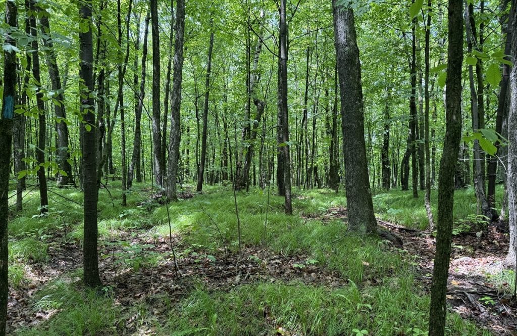 A dense forest of skinny tall trees.