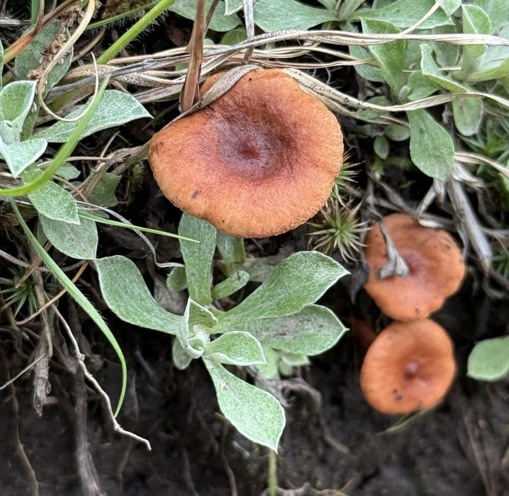 A group of orange mushrooms are seen.