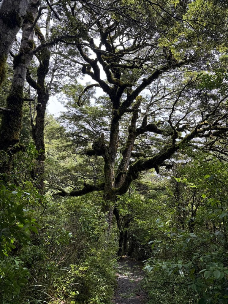 A beautiful tree next to a path in the foreset.