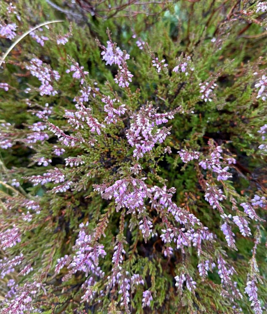 A burst of purple flowers.