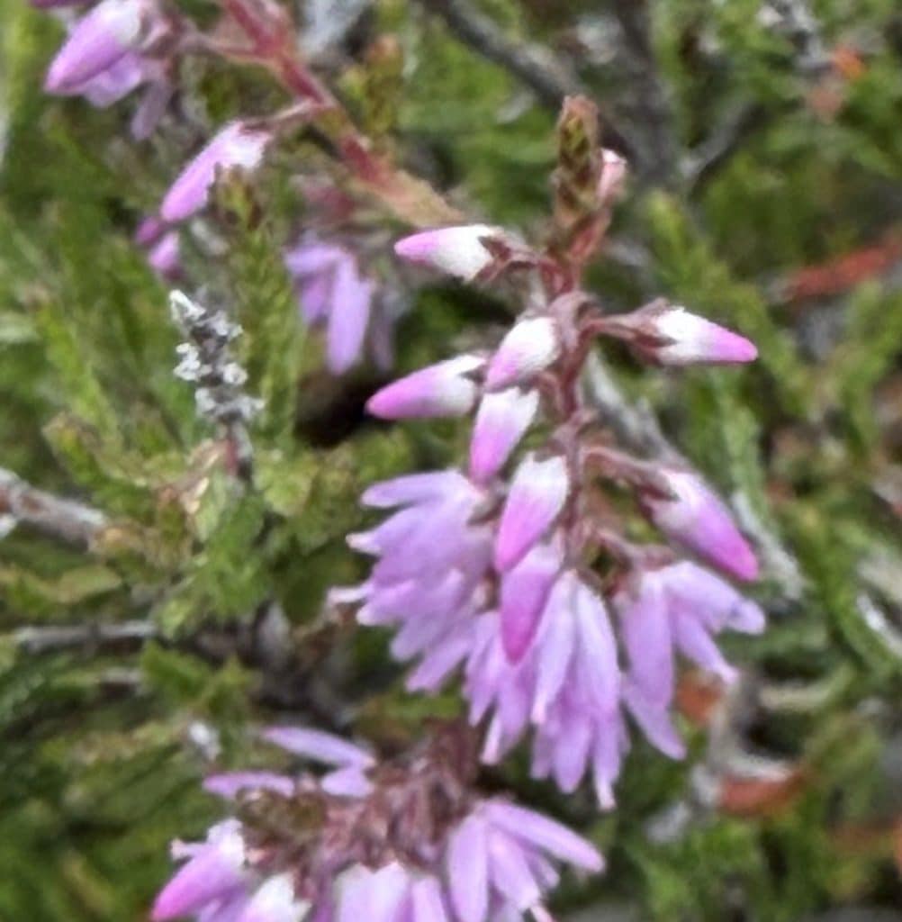 Light purple flower buds hang from their stems.