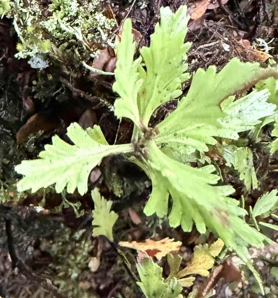 Light green leaves are shown in a bunch.