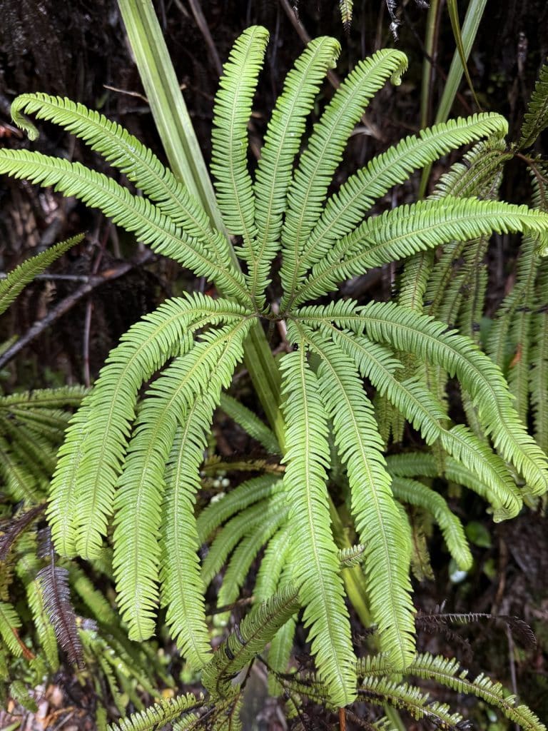 A light green fern is seen close up.
