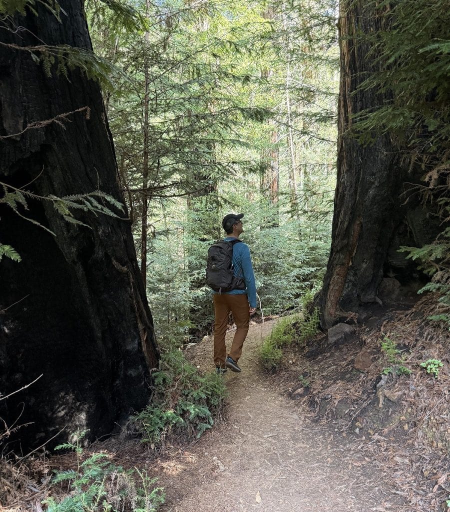 A man stands between two gigantic trunks on a trail.