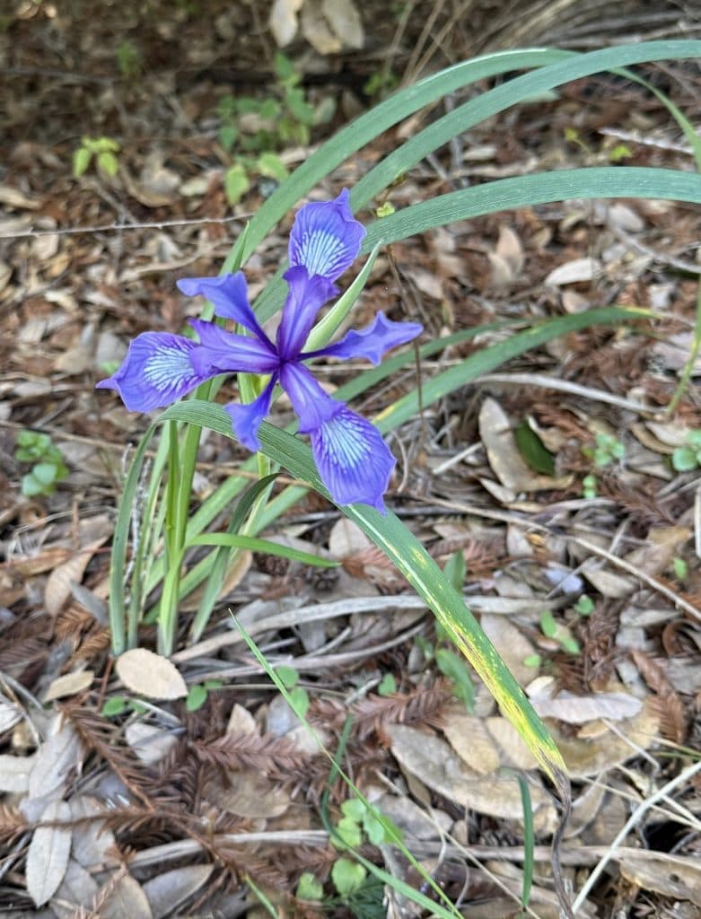 A purple-blue flower close up shows markings in its three petals.