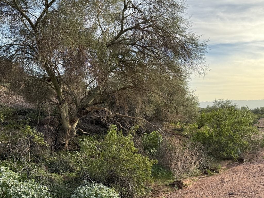 Green trees contrast with the desert browns with a blue sky.