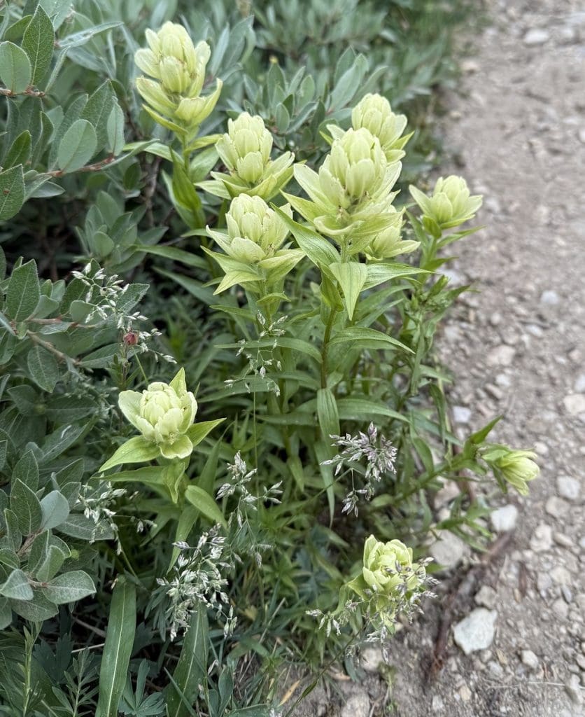 White wildflowers spring up from the grass.