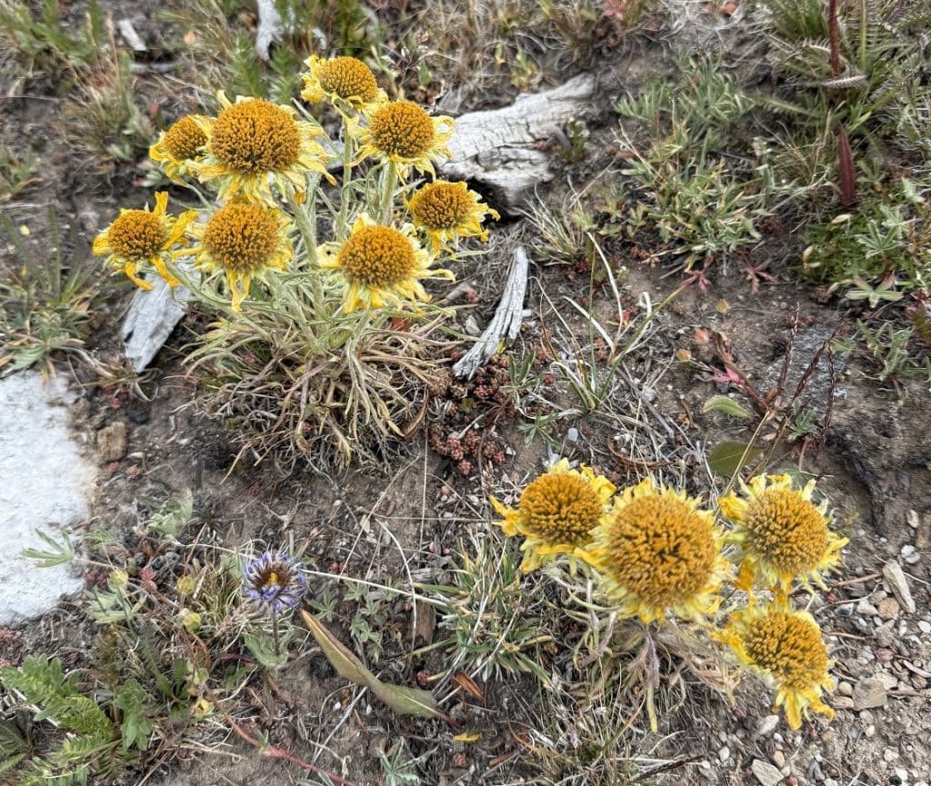 Yellow wildflowers spring up from the grass.