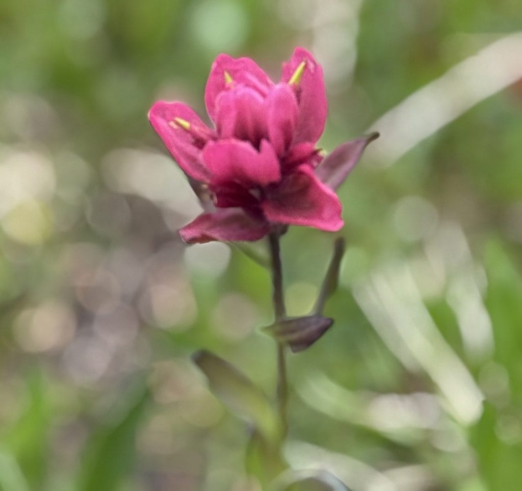 A pink wildflower is show growing in the grass.