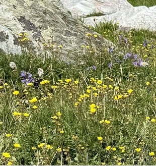 A field of yellow wildflowers is amid large rocks.
