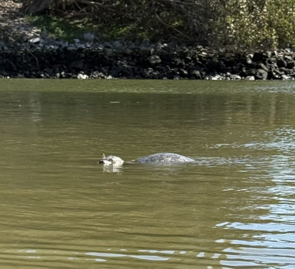 A grayish sea otter swims not far from a boater taking the picture.