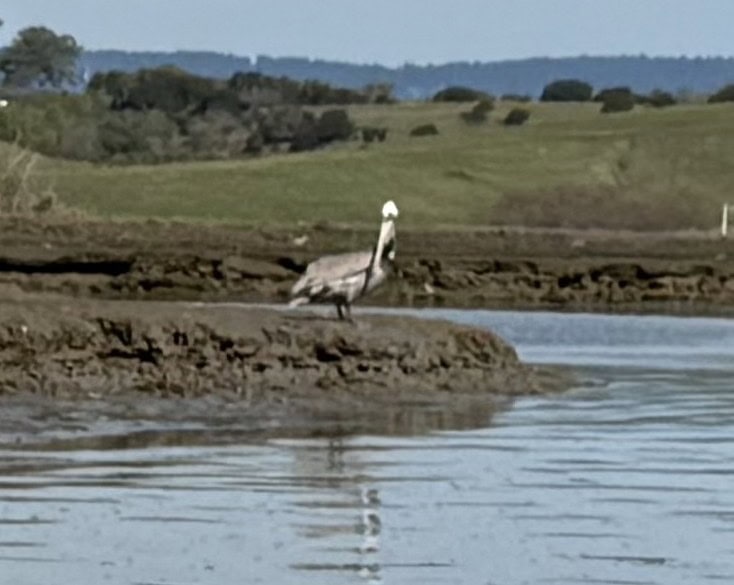 A large bird with a large beak stands on a peninsula near the water.