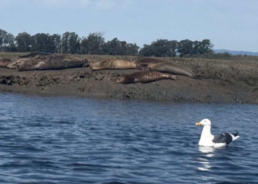 Sea lions lie on the banks while a seagull floats in the water.