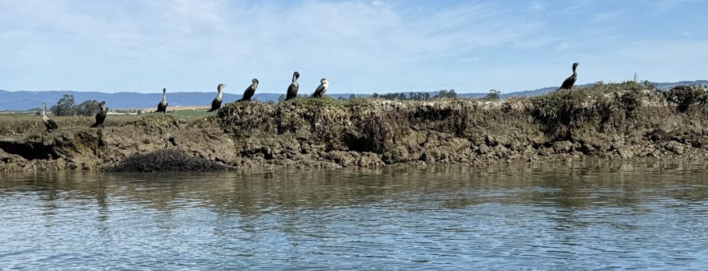 A line of birds stands on a big rocky outcrop into the water.