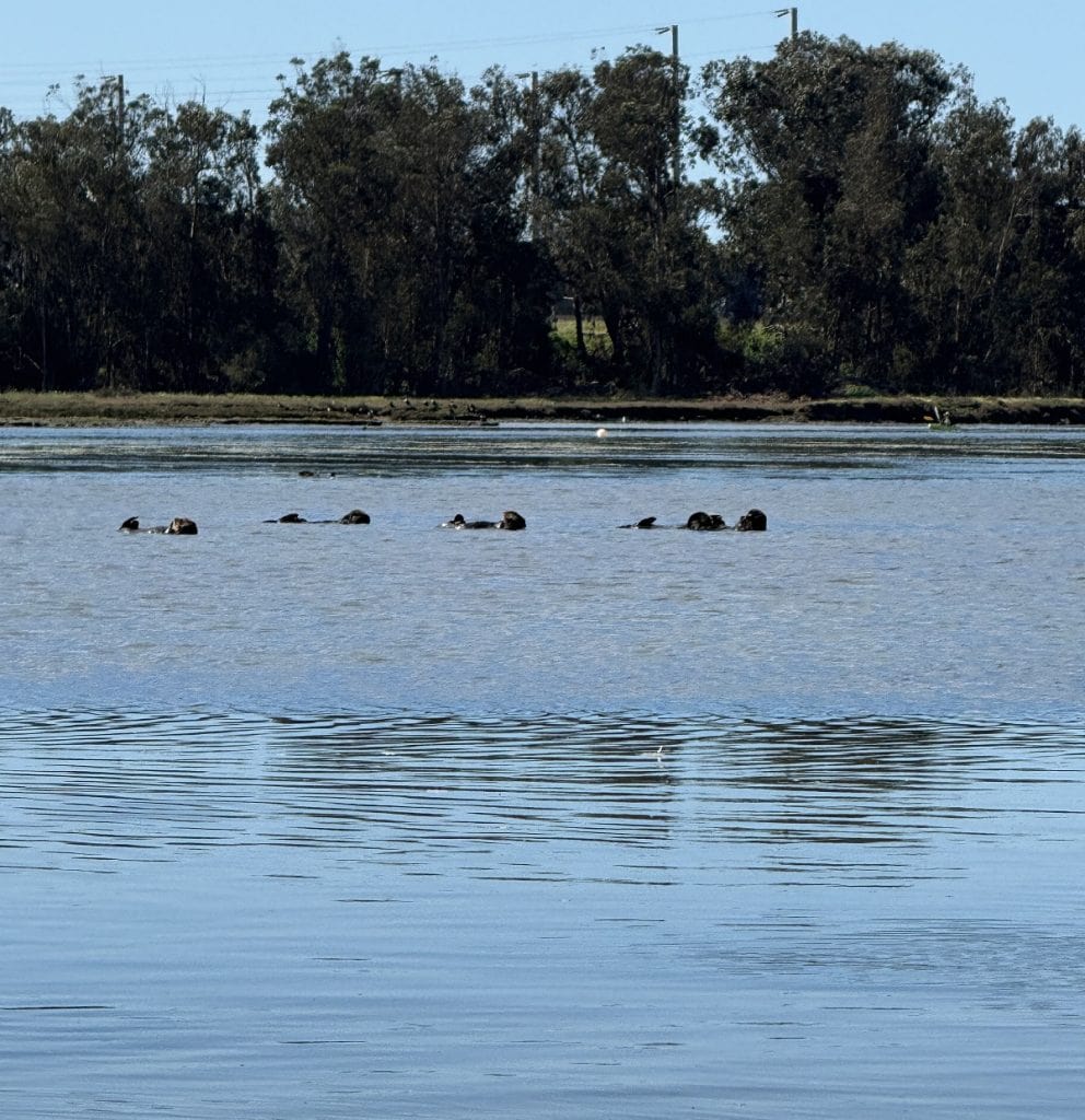 A raft of sea otters can be seen in the distance.