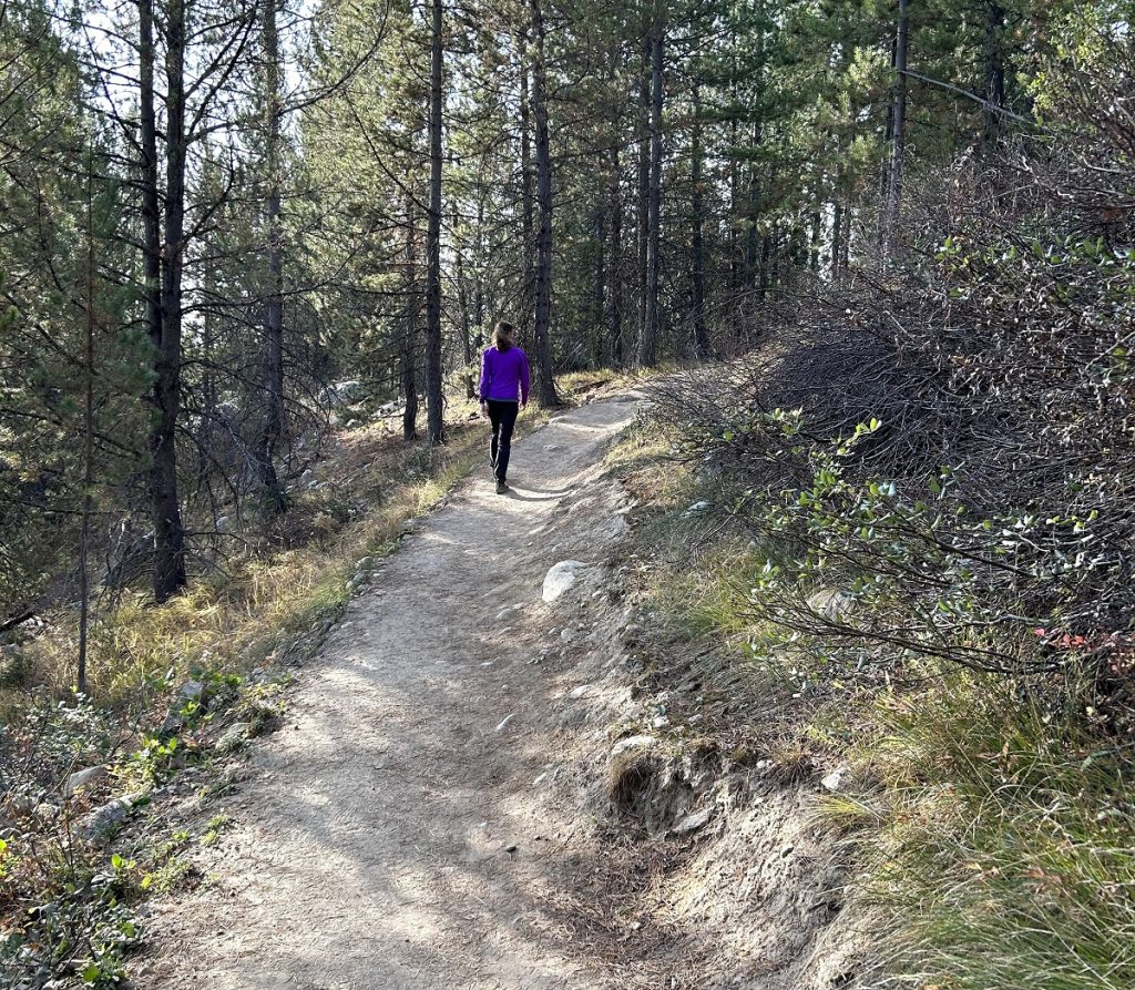 A  female hiker walks away down at path with trees around it.