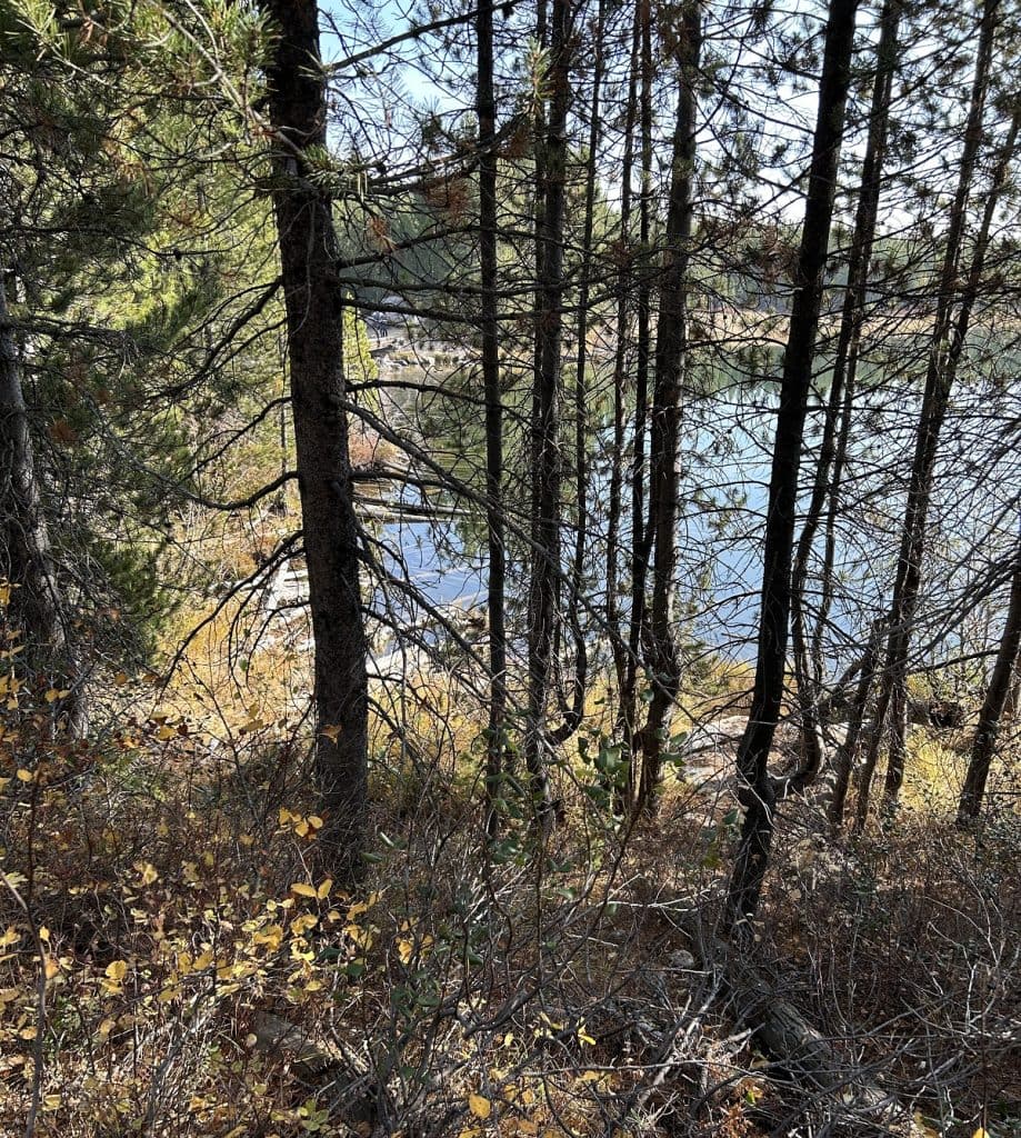 A lake is seen behind several trees.