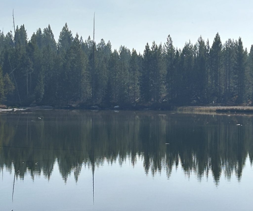 A row of pine trees is reflected in the lake.