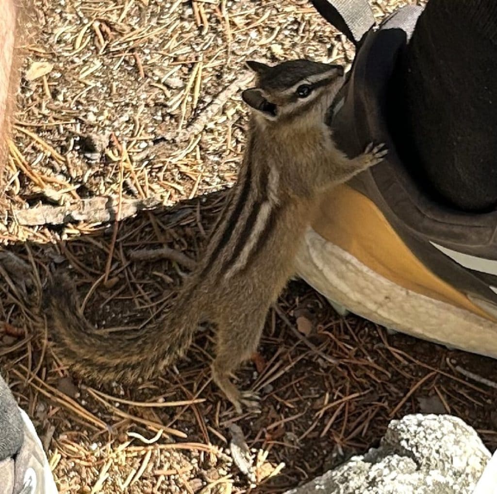 A chipmunk tries to climb up a hiker's boot.