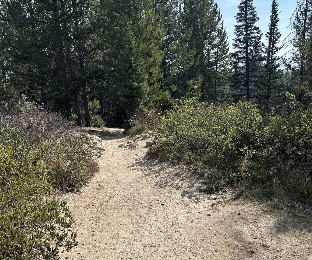 A dirt path goes between bushes and trees.