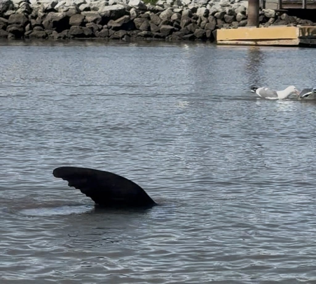A sea lion swims underwater but puts up one fin above the surface,