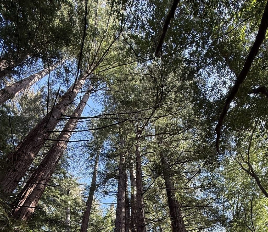 Tall redwoods stand against a blue sky.