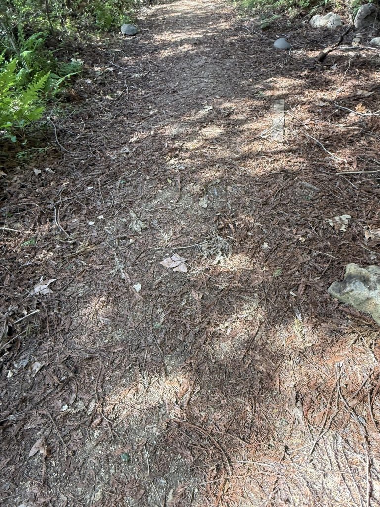A trail is littered with natural debris.