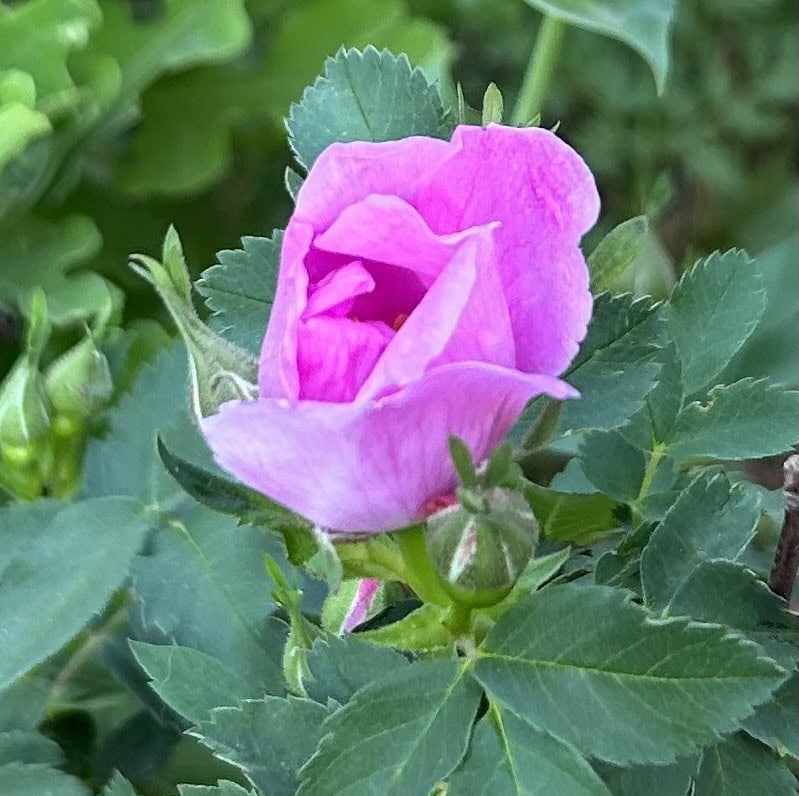A pink rose is shown close up amid greenery.