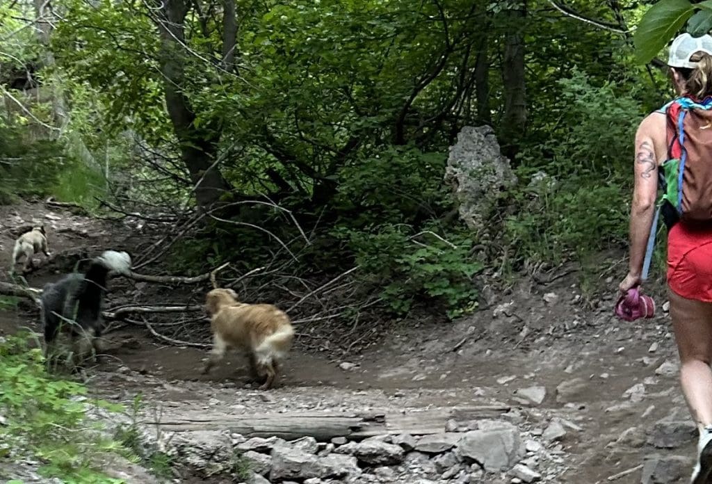 A dog walks in the woods unleashed.