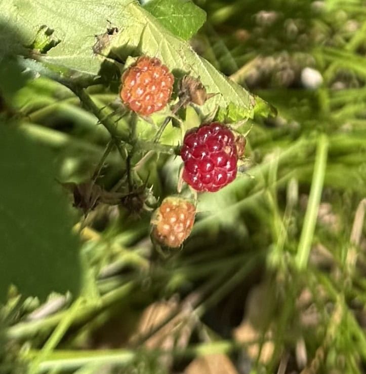 Wild raspberries grow on bushes.