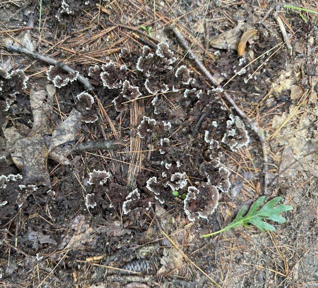 A type of fungus is brown and all over the ground.