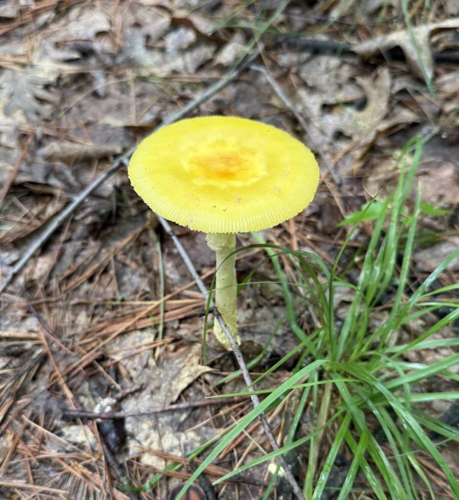 A bright yellow mushroom stands low to the ground.