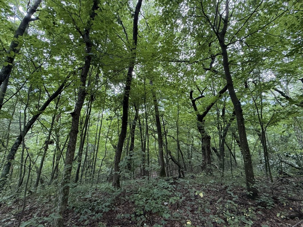 A dark forest contains trees with black trunks reaching to the sky.