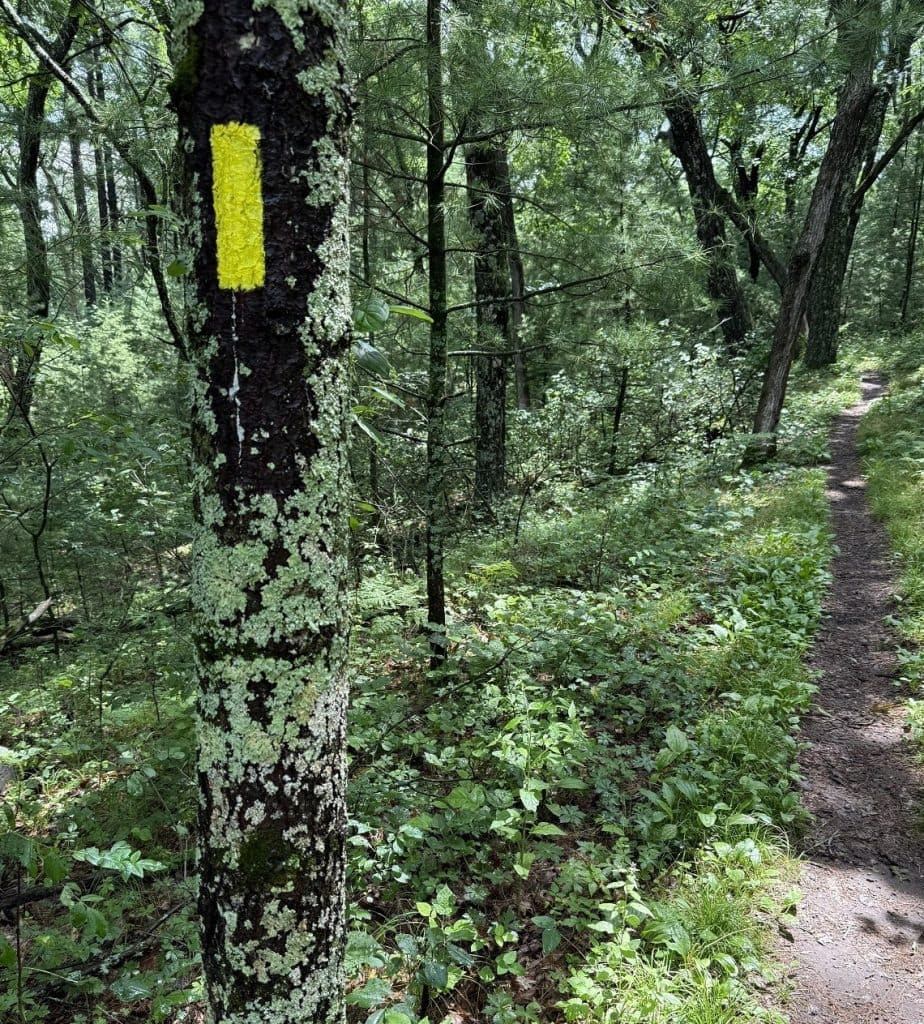 A yellow paint mark is shown on a tree in a forest.