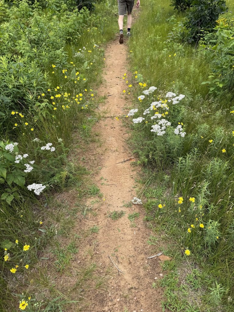 A hiker walks down a path bordered by wildflowers.
