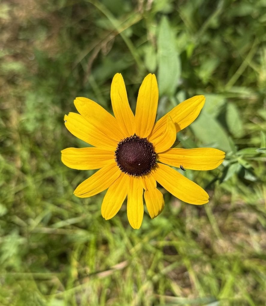 A bright yellow daisy-like flower shines.