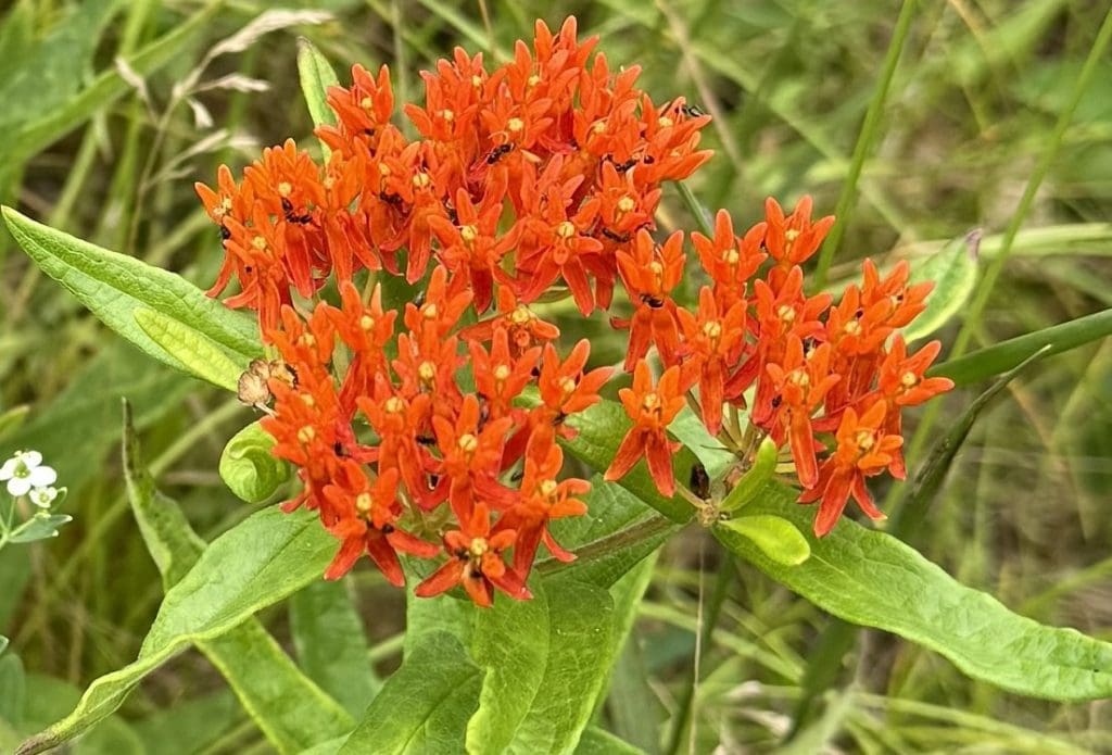 An orange bunch of flowers brightens the green background.
